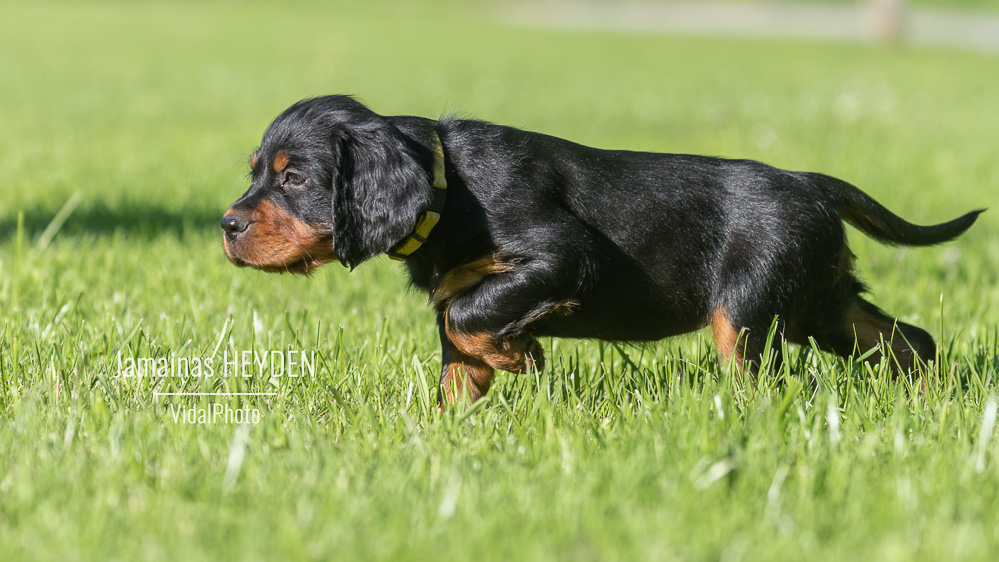 jamainas-5810-Bearbeitet