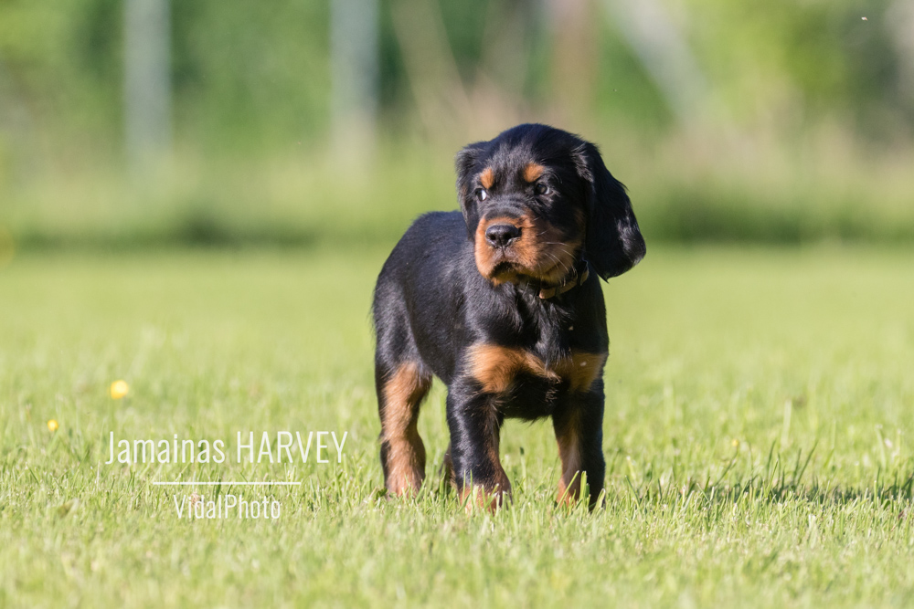 jamainas-6145-Bearbeitet-2